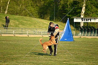 Excalibur des chiens de travail
