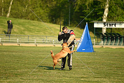 Excalibur des chiens de travail