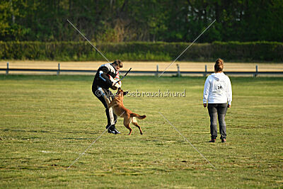 Excalibur des chiens de travail