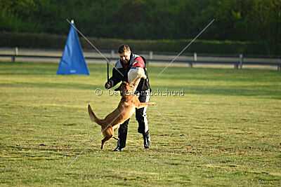 Excalibur des chiens de travail