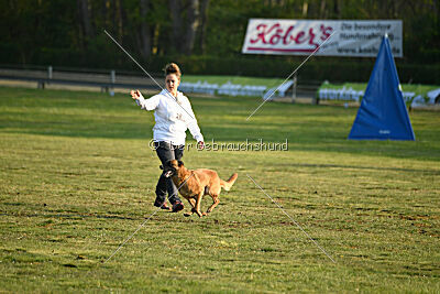 Excalibur des chiens de travail