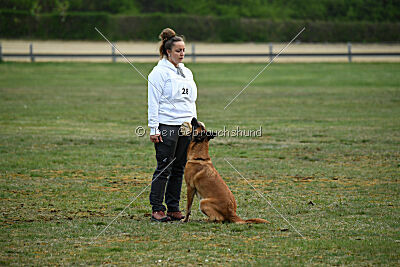 Excalibur des chiens de travail
