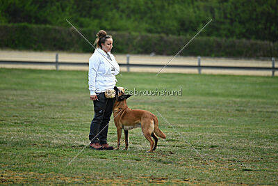 Excalibur des chiens de travail