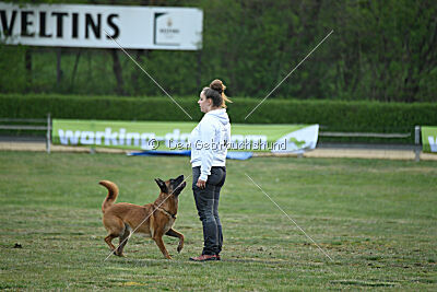 Excalibur des chiens de travail