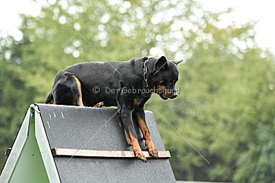 Excalibur von der Rasselbande