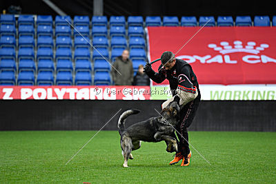 Falko Regent Rossich