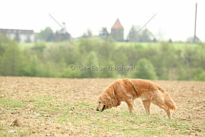 Falkrik's Starcaller