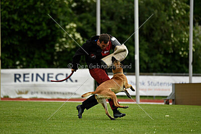 Fantessa vom Streitwald