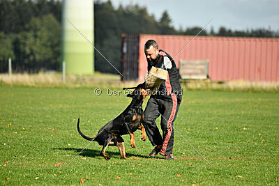 Faro vom Hexenzauber