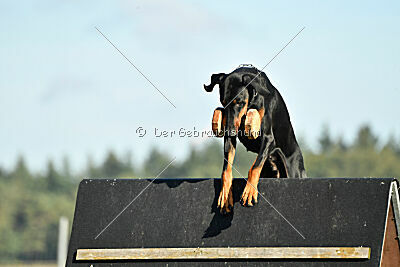 Faro vom Hexenzauber