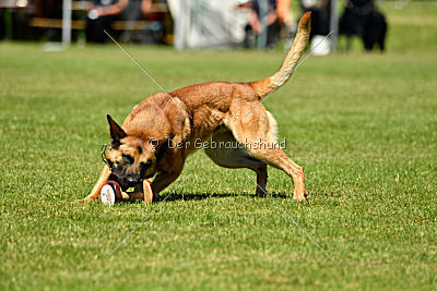 Faros vom Haus Mecki