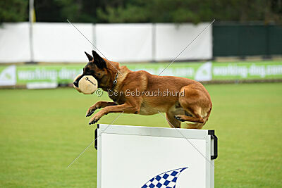 Farun des chiens de travail