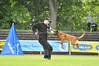 Farun des chiens de travail