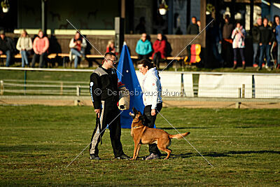 Farun des chiens de travail
