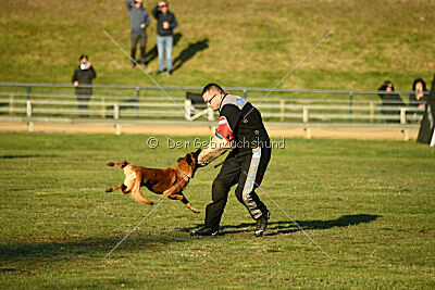 Farun des chiens de travail