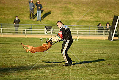 Farun des chiens de travail