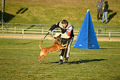 Farun des chiens de travail
