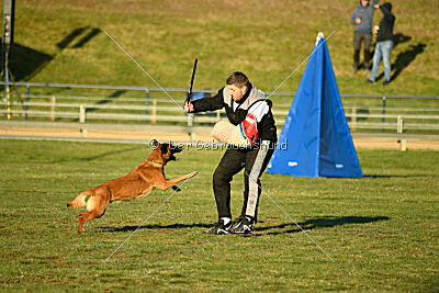 Farun des chiens de travail