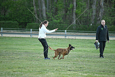 Farun des chiens de travail