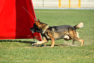 Feniks vom Haus Pixner