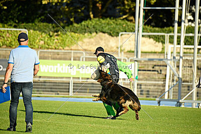 Fero vom Weggefährten