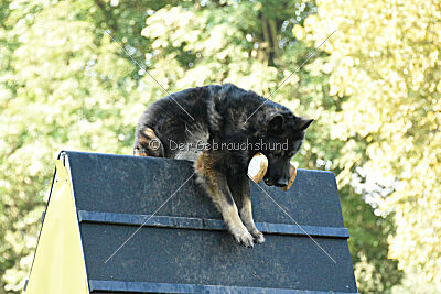 Fero vom Weggefährten