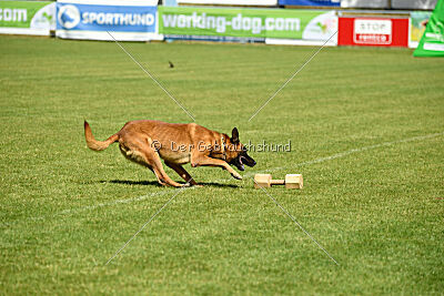 Fiasko vom Haus Mecki