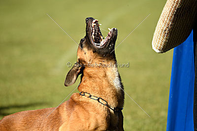 Fiasko vom Haus Mecki