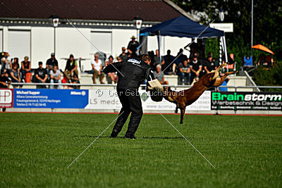 Fiasko vom Haus Mecki