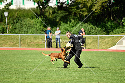 Fiasko vom Haus Mecki