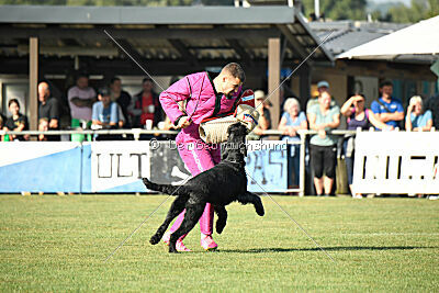 Figo vom Wiesengrund