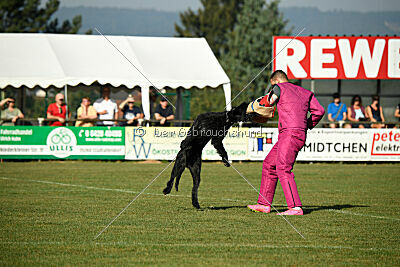 Figo vom Wiesengrund