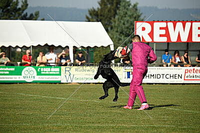 Figo vom Wiesengrund