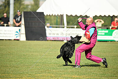 Figo vom Wiesengrund