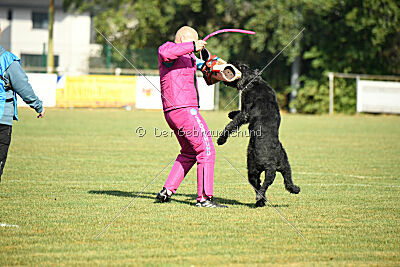 Figo vom Wiesengrund