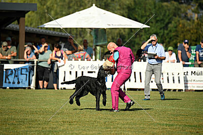 Figo vom Wiesengrund