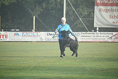 Figo vom Wiesengrund