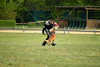 Findus von Maliattack