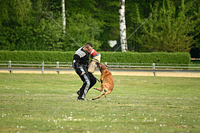 Findus von Maliattack