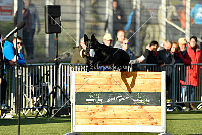 Finni vom Fuchsstein