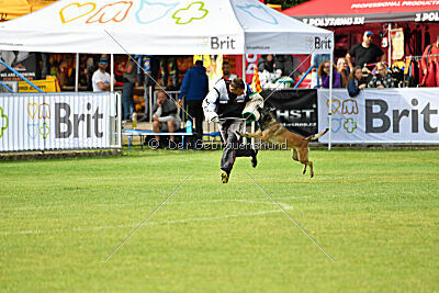 Fiona Marshall Dogs
