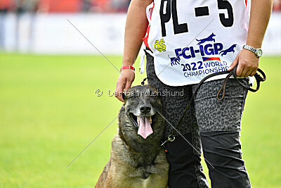Fiona Marshall Dogs