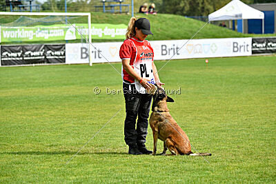 Fiona Marshall Dogs