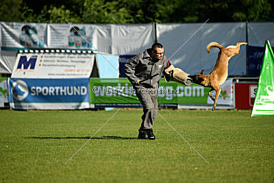 Fire vom schnellen Falken