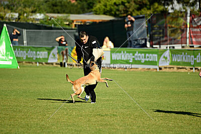 Fire vom schnellen Falken
