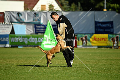 Fire vom schnellen Falken