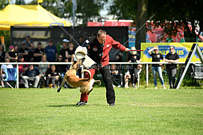 Fire vom schnellen Falken