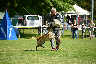 Fire vom schnellen Falken