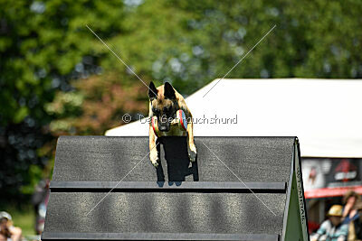 Fire vom schnellen Falken