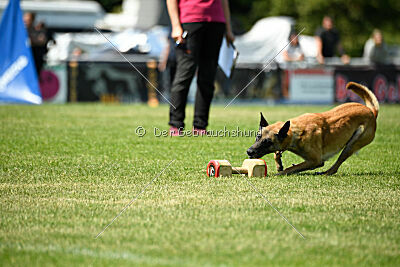 Fire vom schnellen Falken